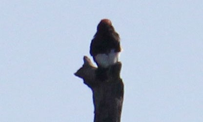Red-headed Woodpecker - Pat Mulligan
