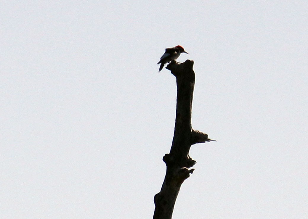 Red-headed Woodpecker - Pat Mulligan