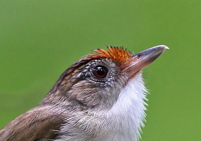 Scaly-crowned Babbler - ML378678941