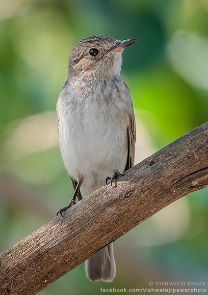 Spotted Flycatcher (Spotted) - ML378679601