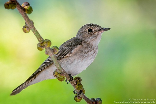 Spotted Flycatcher (Spotted) - ML378679621
