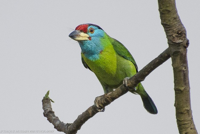Blue-throated Barbet (Red-crowned) - Iftiaque  Hussain