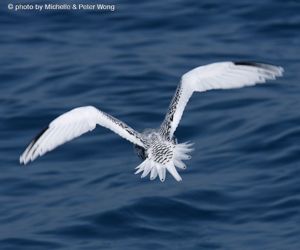 White-tailed Tropicbird - Michelle & Peter Wong