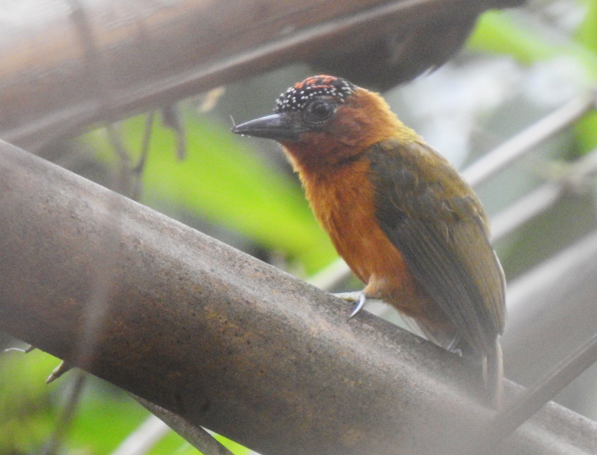 Rufous-breasted Piculet - ML378682251