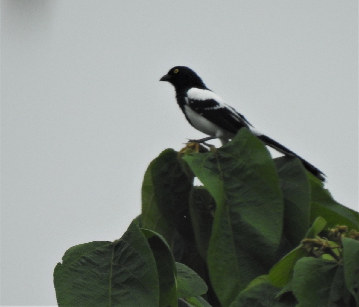 Magpie Tanager - ML378682321