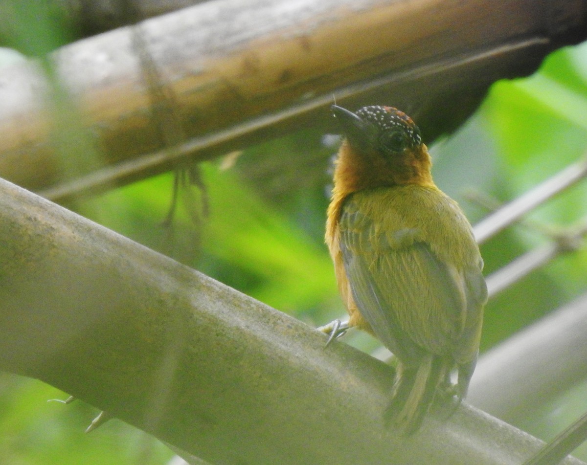Rufous-breasted Piculet - ML378682531