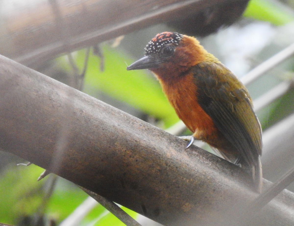 Rufous-breasted Piculet - ML378682601
