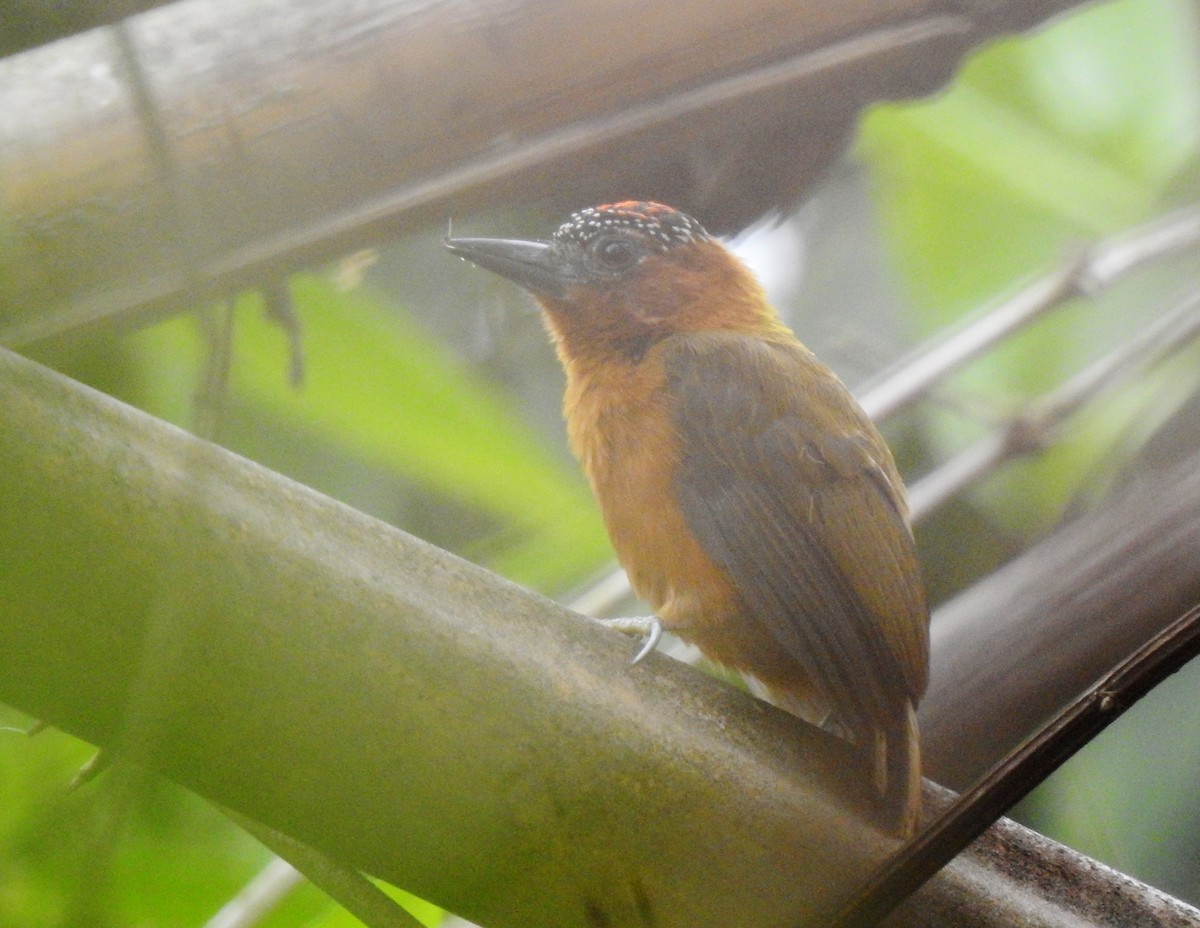 Rufous-breasted Piculet - ML378682761