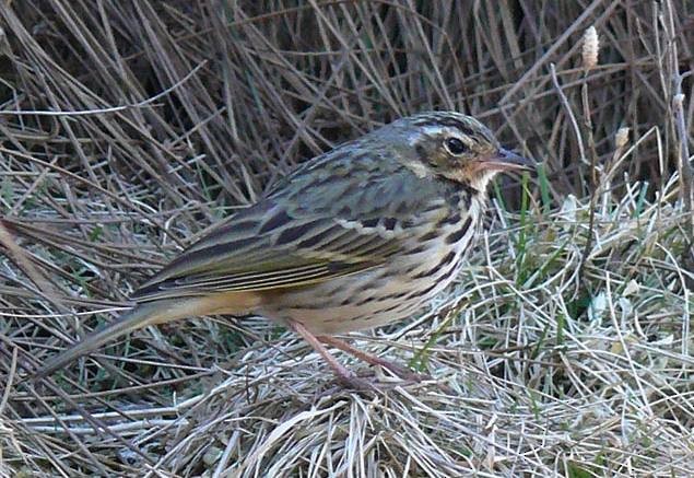Olive-backed Pipit - ML378685201