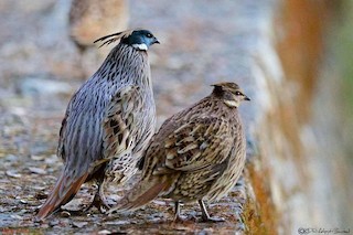 Koklass Pheasant, ML378686171