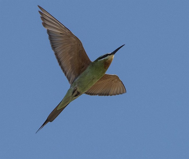 Blue-cheeked Bee-eater - ML378686251