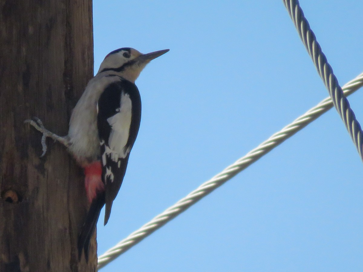 Syrian Woodpecker - ML37868701