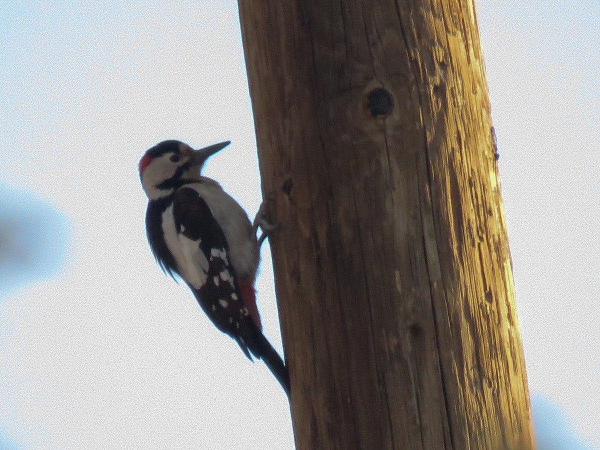 Syrian Woodpecker - ML37868711