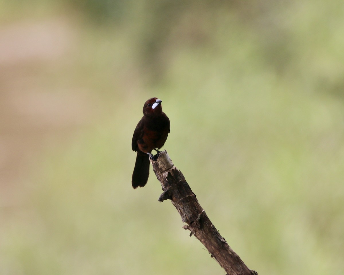 Silver-beaked Tanager - ML378690891
