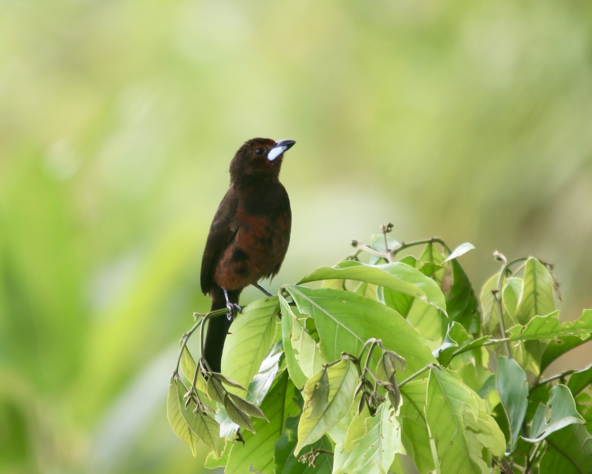 Silver-beaked Tanager - ML378690971