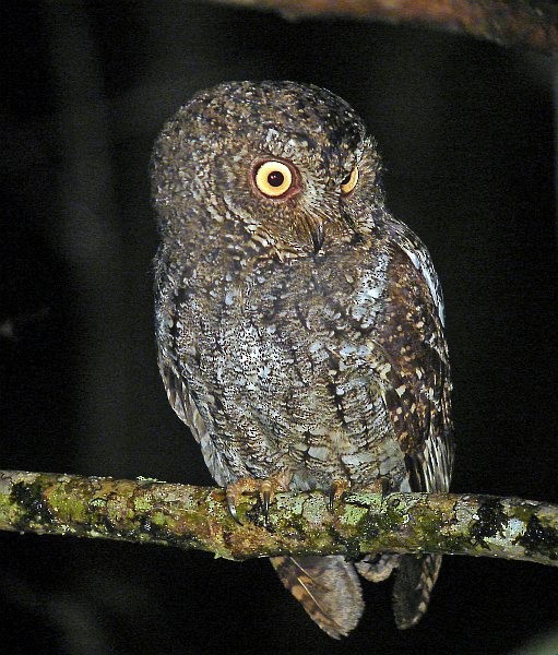 Sulawesi Scops-Owl - ML378692761