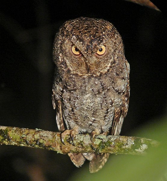 Sulawesi Scops-Owl - ML378692821