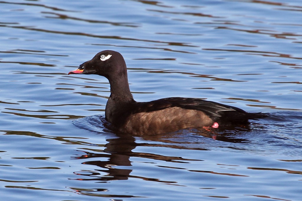 White-winged Scoter - Dick Dionne
