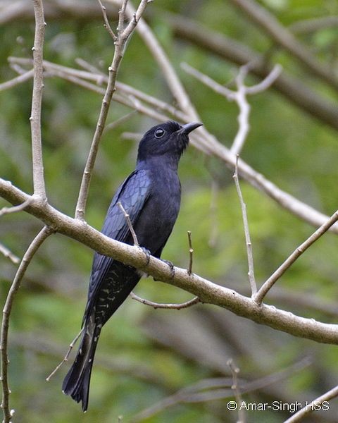 Square-tailed Drongo-Cuckoo - ML378697371