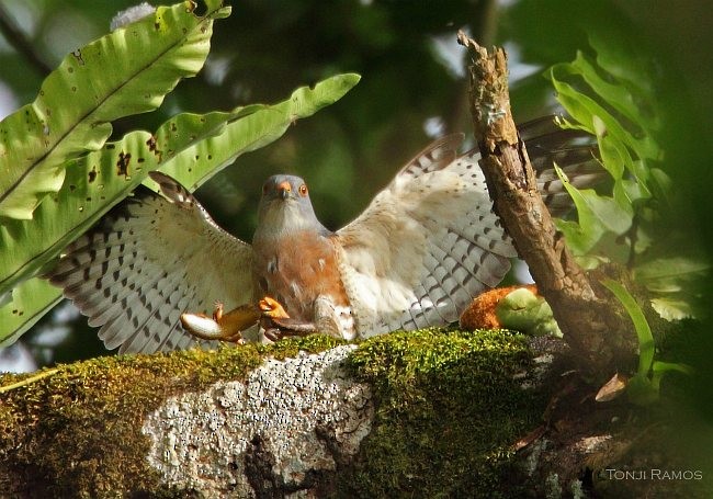 Chinese Sparrowhawk - ML378697521
