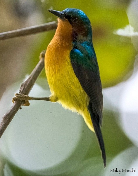 Ruby-cheeked Sunbird - Malay Mandal