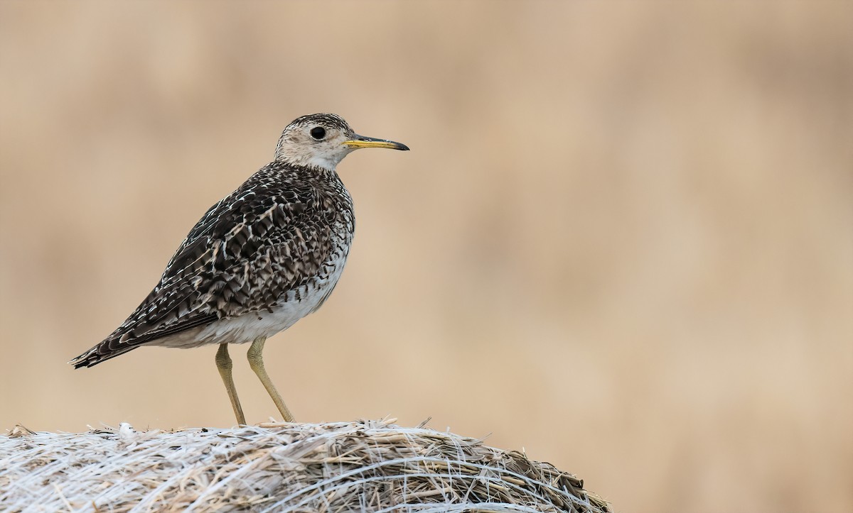 Upland Sandpiper - Connor Bowhay
