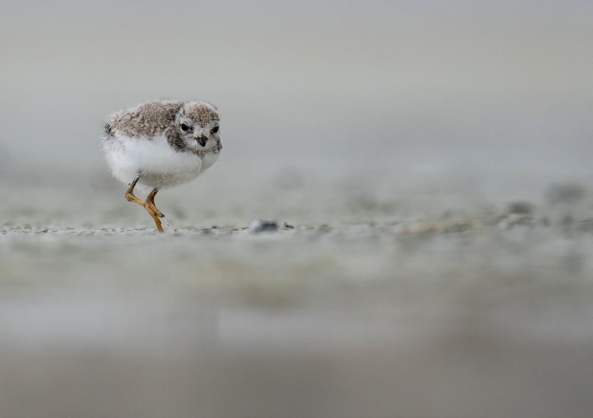 Piping Plover - Connor Bowhay