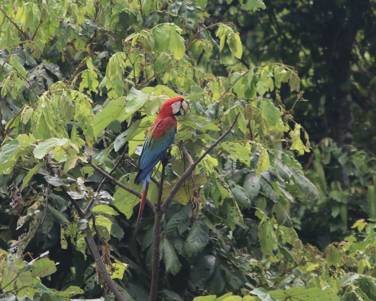 Red-and-green Macaw - ML378706311
