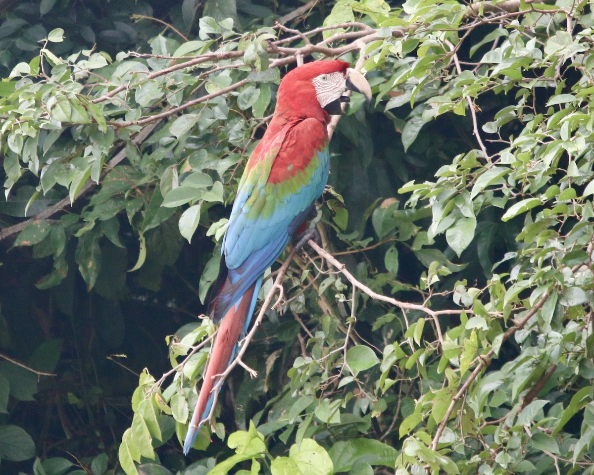 Red-and-green Macaw - Daniel S.