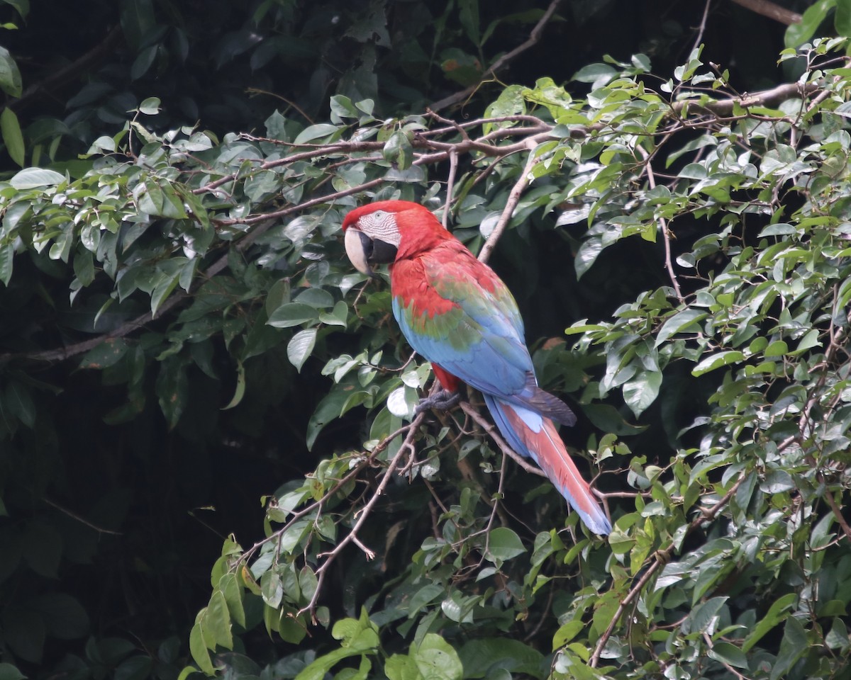 Red-and-green Macaw - ML378706371