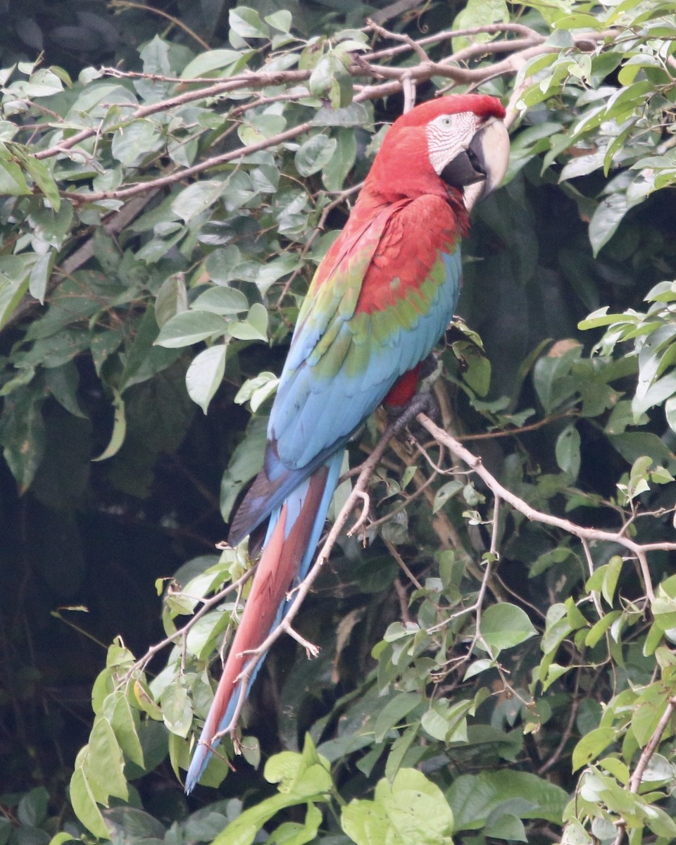 Red-and-green Macaw - ML378706381