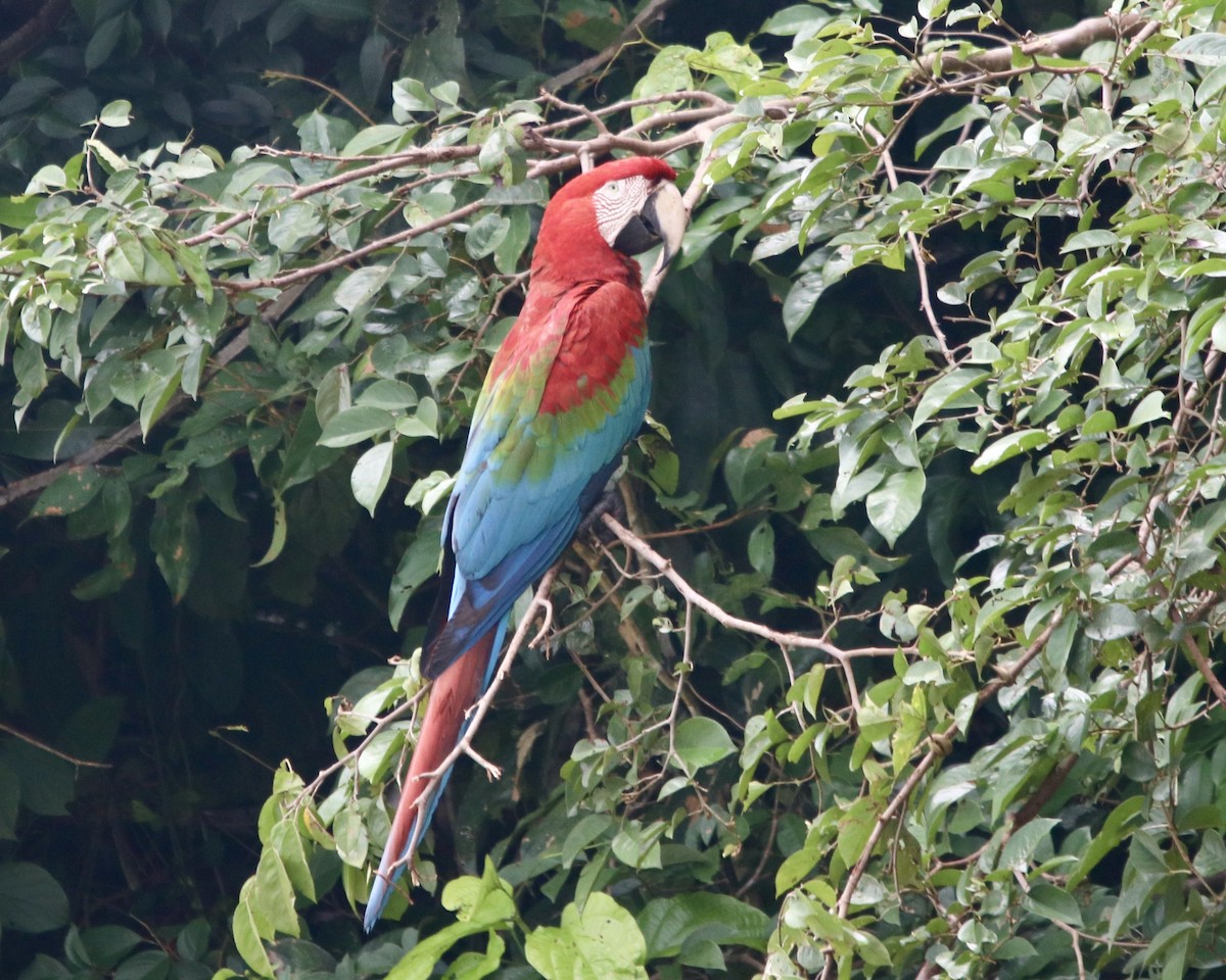 Red-and-green Macaw - ML378706401