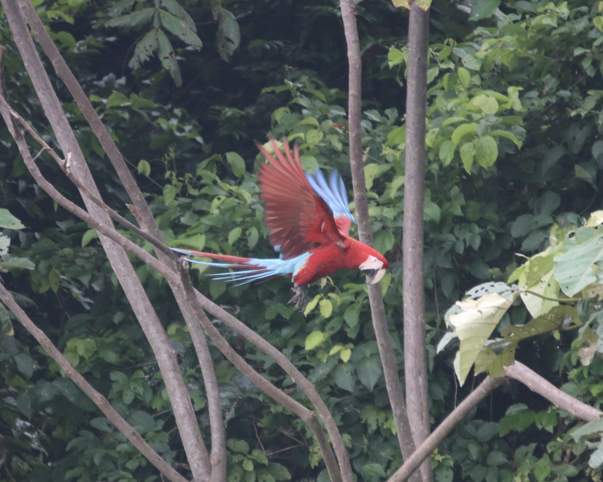 Red-and-green Macaw - ML378706421