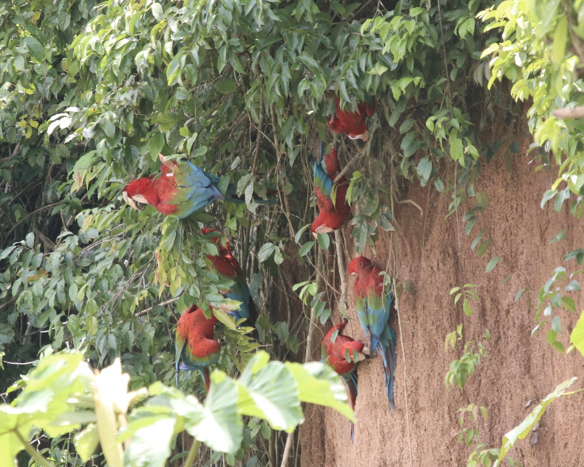 Red-and-green Macaw - ML378706491
