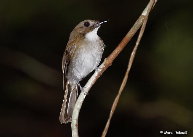 Gray-chested Jungle Flycatcher - ML378709191