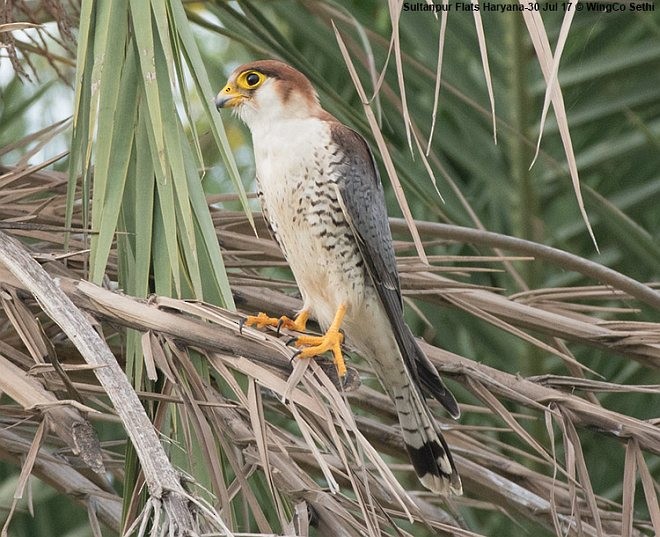Red-necked Falcon (Asian) - ML378710711