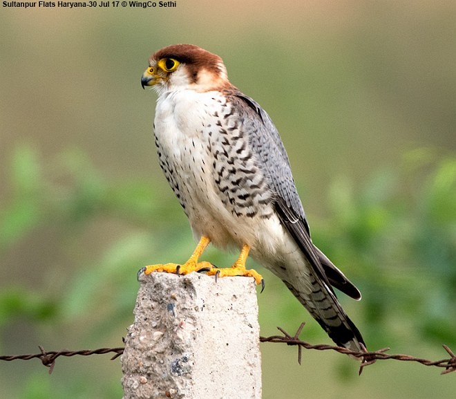 Red-necked Falcon (Asian) - ML378710741
