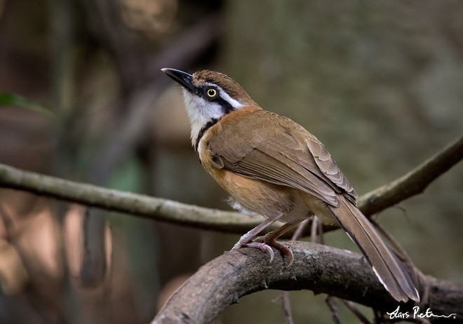 Lesser Necklaced Laughingthrush - ML378711331