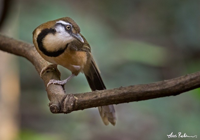 Lesser Necklaced Laughingthrush - ML378711341