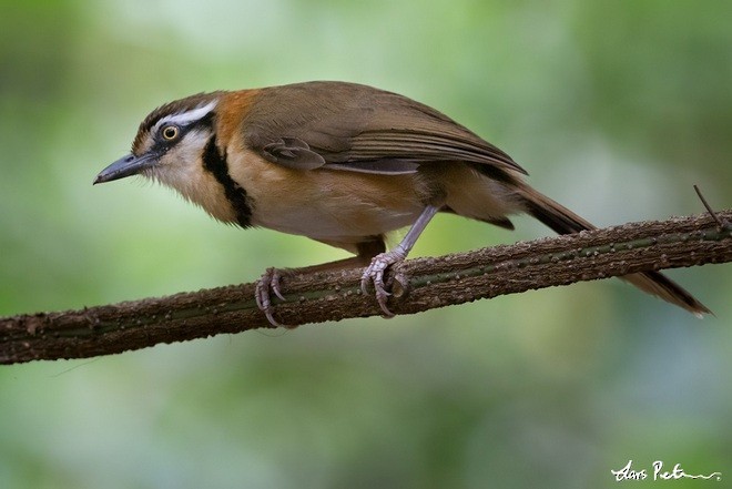 Lesser Necklaced Laughingthrush - ML378711351