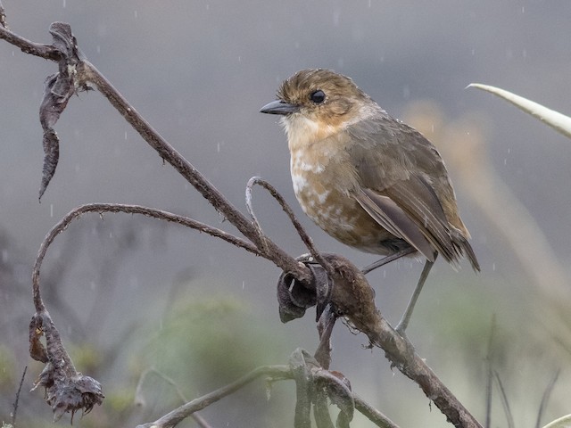 - Tawny Antpitta - 