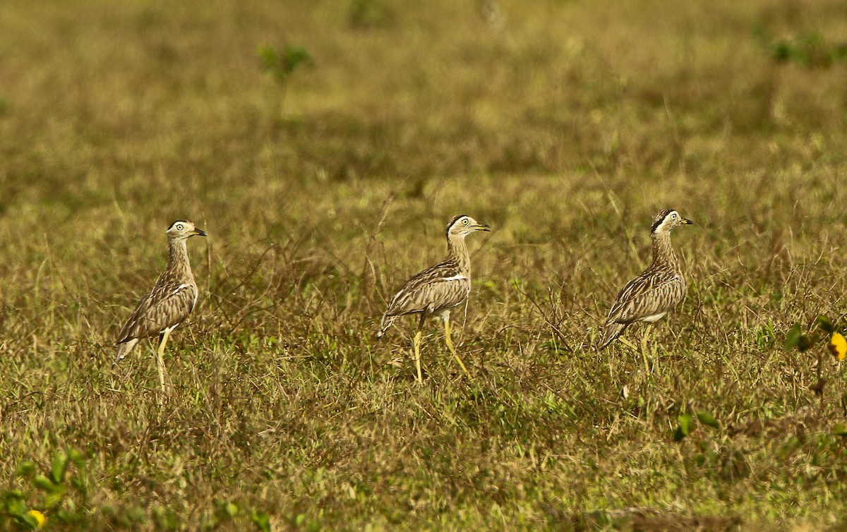 Double-striped Thick-knee - Carlos  Gomez