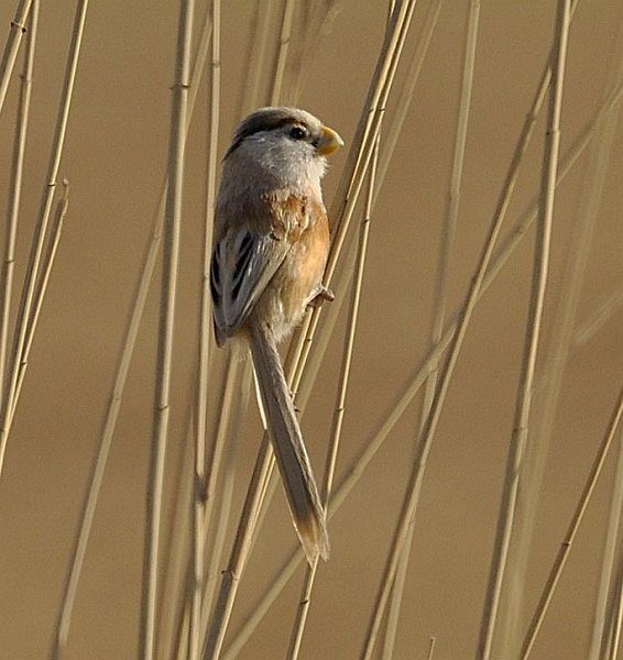 Reed Parrotbill (Northern) - ML378714681