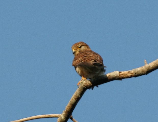 Spotted Kestrel - James Eaton