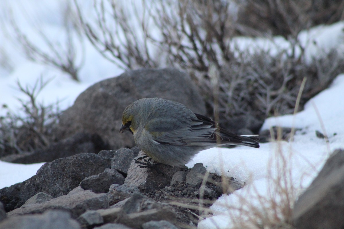 Yellow-bridled Finch (White-tailed) - ML378716611