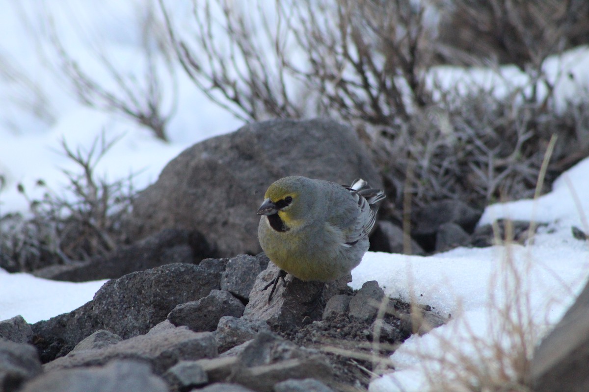 Yellow-bridled Finch (White-tailed) - ML378716901