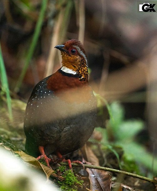 Chestnut-breasted Partridge - ML378718051