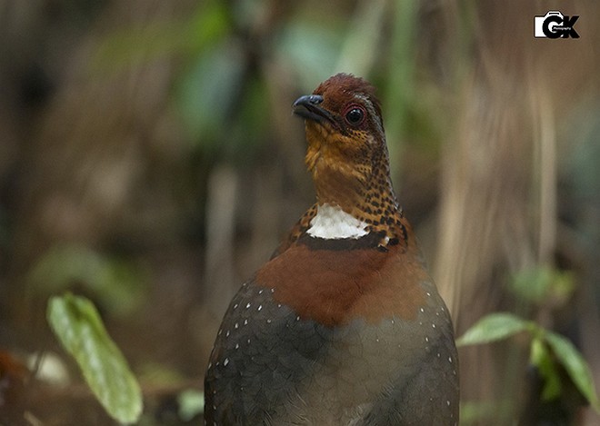 Chestnut-breasted Partridge - ML378718931