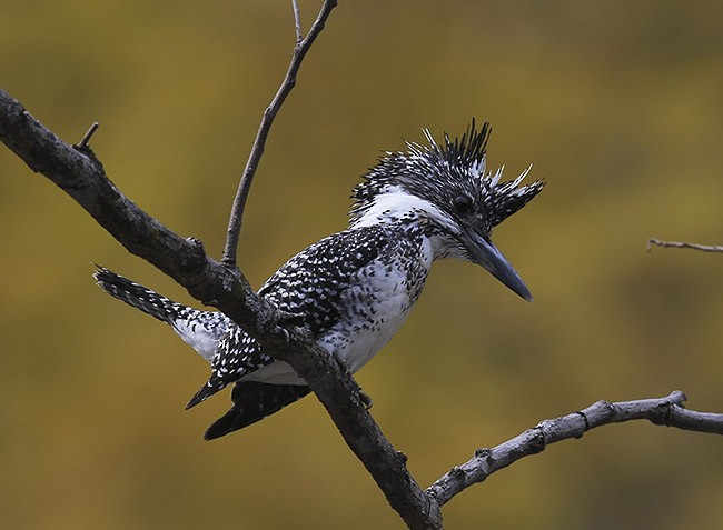 Crested Kingfisher - ML378722621