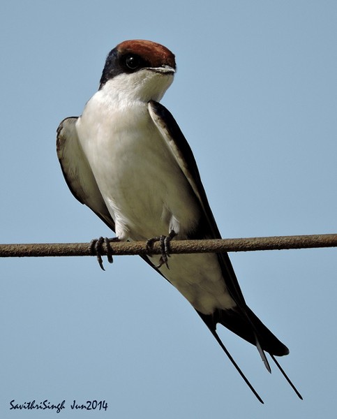 Wire-tailed Swallow - ML378723271
